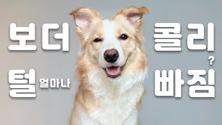 보더콜리 털이 더 위험한 이유 ㄷㄷ 공업용 청소기 등장!