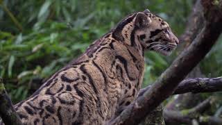 WildCRU camera trap dataset identifies conservation priorities for clouded leopards