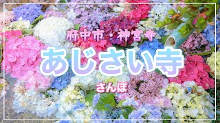 【広島あじさい寺】府中市にある神宮寺で紫陽花散策（広島県府中市）／備後カメラ部