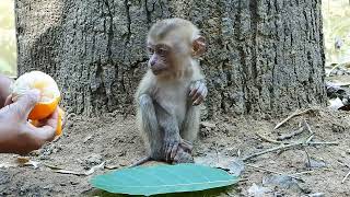 This Poor baby monkey is protecting his food because he is hungry