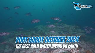The BEST Cold Water SCUBA Diving On Planet Earth #PortHardy #VancouverIsland #ScubaDiving