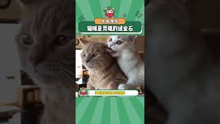 猫咪是灵魂的试金石#猫咪 #宠物 #娱乐评论大赏#shorts