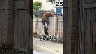 この家族は、毎日たくさんの野生動物を迎えていた