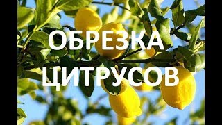 ОБРЕЗКА ЛИМОНА.  Формировка цитрусовых без проблем