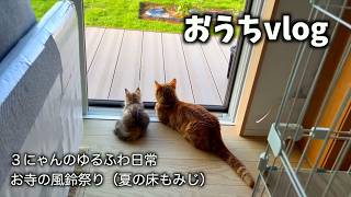 子猫とまったり／宝徳寺の風鈴まつり（夏の床もみじ）