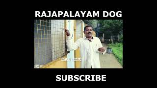 Rajapalayam Dog - ORIGINAL BREED RAJAPALAYAM DOG