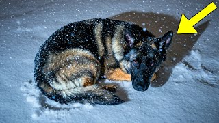 German Shepherd Abandoned on the Street Was Freezing to Death in Snow Then a Shocking Thing Happened