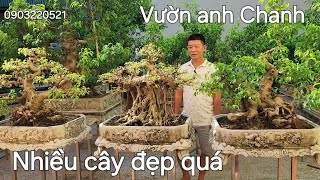 Ngắm đã mắt vườn cây anh Chanh ở Thạch Thất