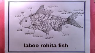 how to draw labeo rohita fish easy/biology drawing/rohu fish drawing