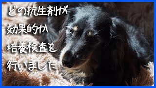 【17歳と14歳老犬カニンヘンダックスVlog】シドに最も適した抗生剤を見極めるために検体の培養検査を行いました。結果的にとても有効な薬剤を投与できています。