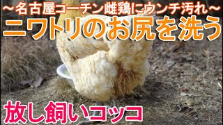 ニワトリのお尻を洗う～庭で放し飼いの名古屋コーチン雌鶏にウンチの汚れ～