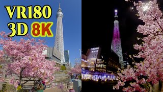 [ 8K 3D VR180 ] 東京スカイツリーと河津桜   Early Blooming Cherry Blossoms - KAWAZU ZAKURA - with TOKYO SKYTREE