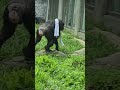 Chimpanzee/Pan troglodytes/Taipei Zoo