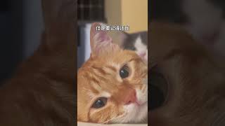 要记得还我哦阿福是只橘猫