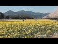 【おうちで花見】黄とピンク華やか　群馬県東吾妻・スイセンと競演