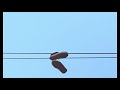 How They Get Shoes Down from Power Lines