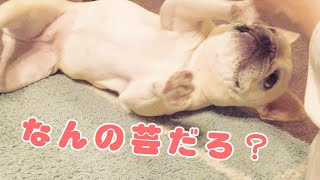 家でできる芸を覚えてみよう！【フレンチブルドッグのおかか】【frenchibulldog】236