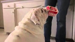 Super Intelligente Bulldog - This Dog is Like a Human