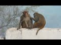 social grooming allogrooming in rhesus macaque india.