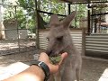 カンガルーに餌付け体験！