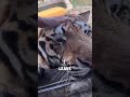 tiger see mother in zoo keeper animals healing nature pets healingtime tiger shorts