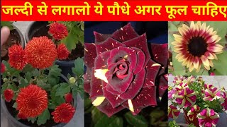 August महीने में लगाइये 15 फूलों वाले पौधे || July -August Flowering Plants #Flowering Plants