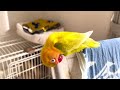 ボタンインコが木をかじる大切な理由