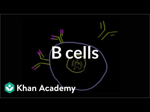 B lymphocytes (B cells) | Immune system physiology | NCLEX-RN | Khan Academy B lymphocytes (B cells) | Immune system physiology | NCLEX-RN | Khan Academy
