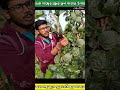 জবা গাছ ।। জবা গাছের প্রচুর ফুল পাওয়ার উপায় agriculture farming gardening