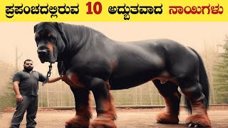 ಜಗತ್ತಿನಲ್ಲಿರುವ Cutest ನಾಯಿಗಳು | World's Most Cutest Dogs | Cutest Dog Breeds in Kannada