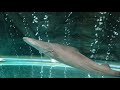 The World's Largest Private Home Aquarium Tour - MONSTER FISH at OHIO FISH RESCUE