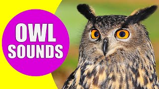 OWL Sounds | Different Types of Owls and Their Sounds