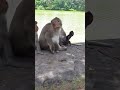 most interesting episode of cute baby monkey family with 3 little kids