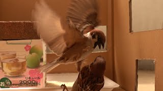 【まだ雛は来ない】箱の中の鳥・今日のベランダ20210512