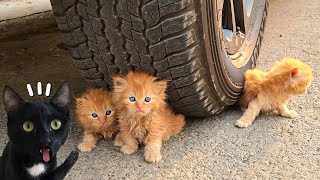 3 GATITOS BEBE DEBAJO DE LA RUEDA DE UN AUTO vs reacción de gatos Luna y Estrella