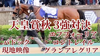 【現地映像】天皇賞秋 2021年10月31日 東京競馬場