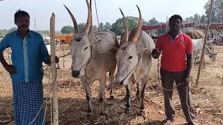 Hulk Hallikar ox pair from Hosur Hobli,Gowribidanur Taluk in Kyamenahalli cattle fair, Kortegere TQ