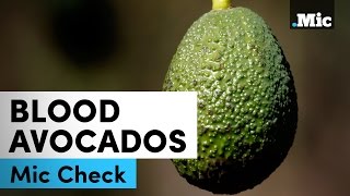 Why avocados are at the center of so much crime | Mic Check