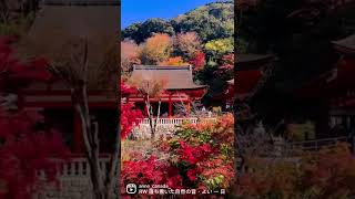 千年古城-京都#shorts #autumn #bbcearth #autumnleaves #日本旅行 #京都観光 #清水寺 #京都旅行 #古蹟 #traveltheworld #旅行vlog