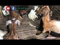 ពពែខ្មែរ khmer goats