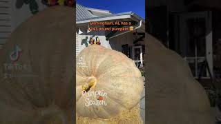 Birmingham, AL has a 1000-pound pumpkin!