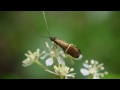 ホソオビヒゲナガ nemophora aurifera の♂