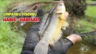 Umpanku diserbu habis habisan ikan betok/papuyu dikali ini | Memancing ikan betok/ puyu kali