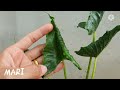 alocasia cucullata crinkles ห่อเงิน ห่อทอง ไม้มงคลเรียกเงินเรียกทอง เกษตรมาริ ep.9