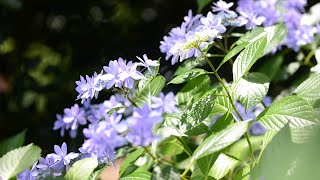 紫陽花の花咲く頃　　　　　　　あじさい村から　清水 由貴子