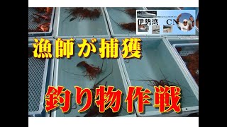 【魚市場情報】伊勢湾の漁師が捕獲してる”狙う魚の情報”！第2弾