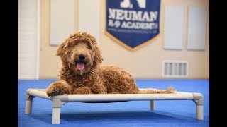 Charlie (Goldendoodle) Boot Camp Training Video Demonstration