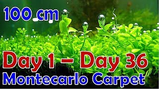 How to Make an Aquascape with the Micranthemum Monte Carlo theme