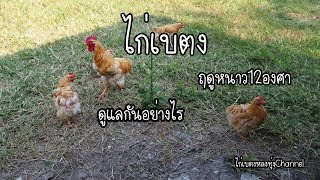 การดูแลไก่เบตงในช่วงฤดูหนาว ฟาร์มไก่เบตงหลงทุ่ง จ.เชียงใหม่