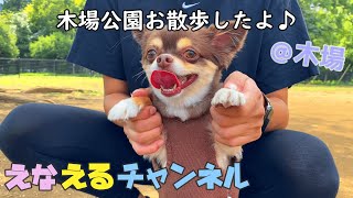 木場公園ドッグラン★あさんぽしたよ!!